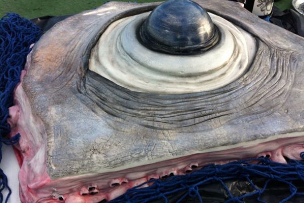 Кракен сайт что будет если зайти