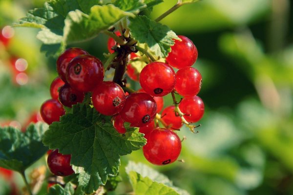 Пользователь не найден кракен что делать