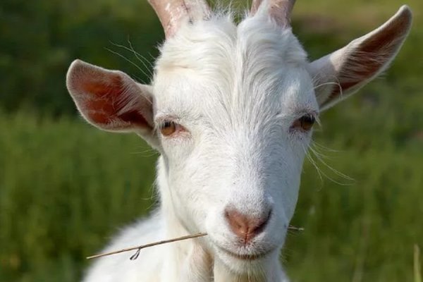 Кракен даркнет только через тор скачать