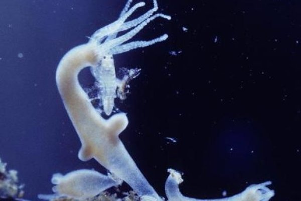 Купить наркоту