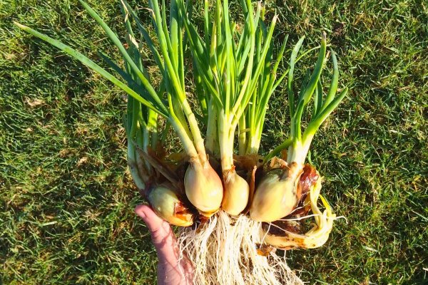 Kraken это современный маркетплейс