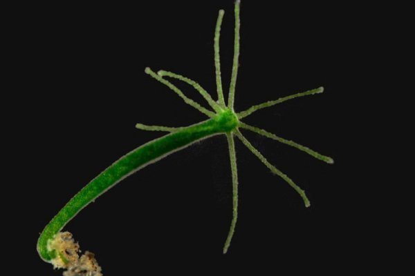 Кракен шоп что это