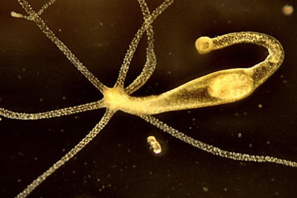 Проверенная ссылка кракен